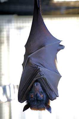 Bat Photo 03
